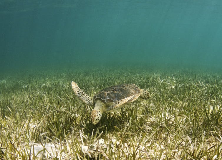 [-]Hưởng[-]ứng[-]Ngày[-]Đất[-]ngập[-]nước[-]thế[-]giới[-]năm[-]2019